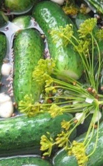 TOP 11 recipes for lightly salted cucumbers with horseradish leaves and garlic