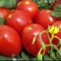 Quelles sont les variétés de tomates déterminantes et indéterminées, lesquelles sont meilleures