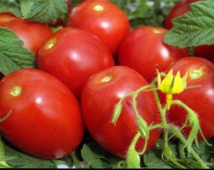 ¿Cuáles son las variedades de tomate determinantes e indeterminadas, cuáles son mejores