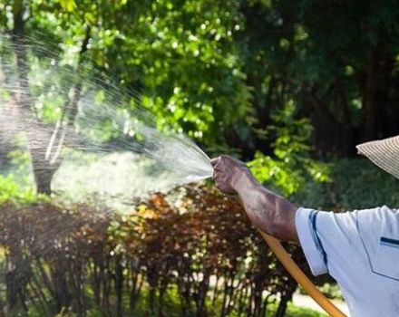 Descripción de los 24 mejores fungicidas para el jardín, mecanismo de acción e instrucciones de uso.