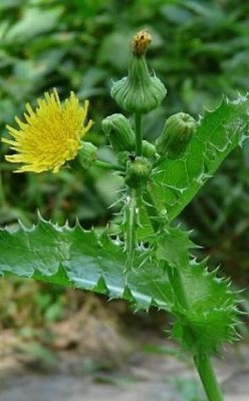 Langkah-langkah kawalan terbaik, bagaimana cara menyingkirkan thistle thistle secara kekal di laman web ini