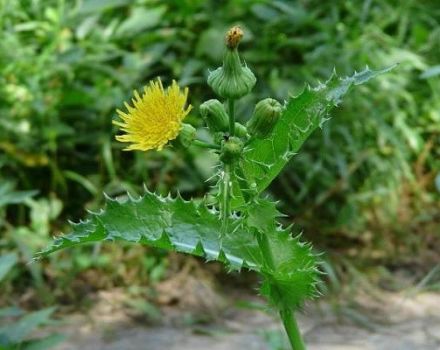 The best control measures, how to permanently get rid of sow thistle on the site