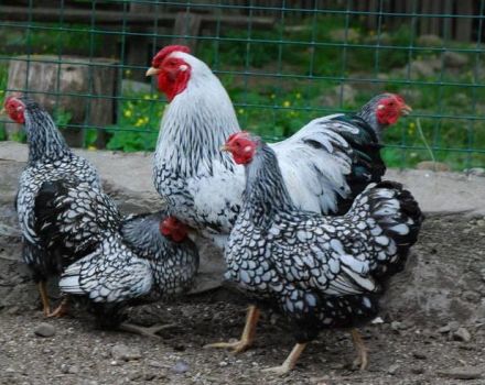 Description and characteristics of hens of the Hamburg breed, breeding features and analogues