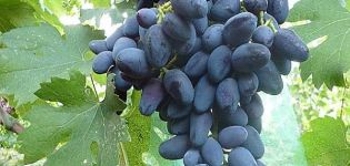 Description and characteristics of the grape variety Akademik (Memory of Dzheneyev), cultivation features and history