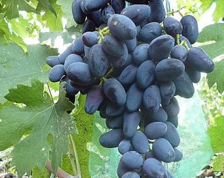 Description and characteristics of the grape variety Akademik (Memory of Dzheneyev), cultivation features and history