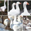 Description and characteristics of Hungarian geese, pros and cons of the breed and care