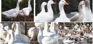 Description and characteristics of Hungarian geese, pros and cons of the breed and care