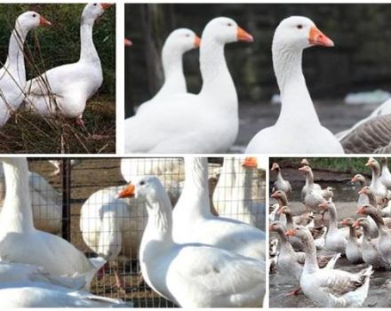 Description and characteristics of Hungarian geese, pros and cons of the breed and care