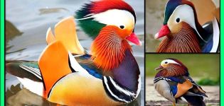 What do mandarin ducks look like and where do they live, what they eat and how many years they live