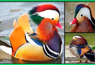 What do mandarin ducks look like and where do they live, what they eat and how many years they live