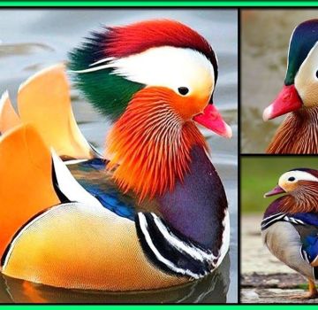 What do mandarin ducks look like and where do they live, what they eat and how many years they live