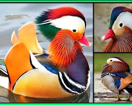 À quoi ressemblent les canards mandarins et où vivent-ils, ce qu'ils mangent et combien d'années ils vivent