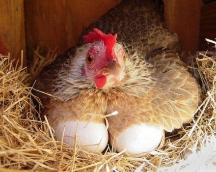 Combien d'oeufs par jour un poulet peut pondre et ce qui en dépend