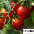 Growing, characteristics and description of the tomato variety Crystal F1