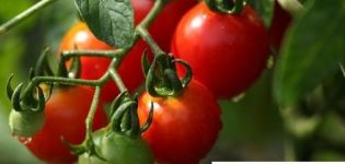 Culture, caractéristiques et description de la variété de tomate Crystal F1