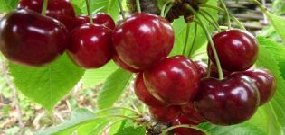 Description des variétés de cerises Uyfehertoi Fyurtosh et histoire, caractéristiques de culture