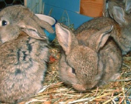 How to feed rabbits in winter at home, rules for beginners