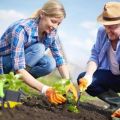 Calendrier de plantation lunaire du jardinier pour mai 2020, jours favorables