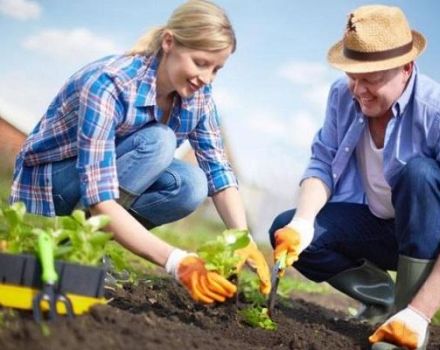 Calendrier de plantation lunaire du jardinier pour mai 2020, jours favorables