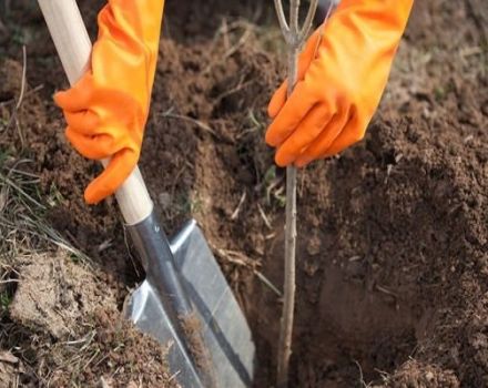 Est-il possible de transplanter un pommier adulte à un autre endroit, quand et comment le faire correctement