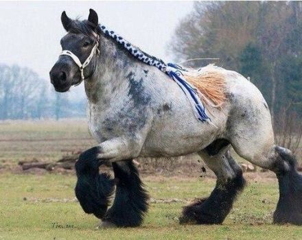 Opis a charakteristika koní plemena Shire, podmienky zadržania a chovu