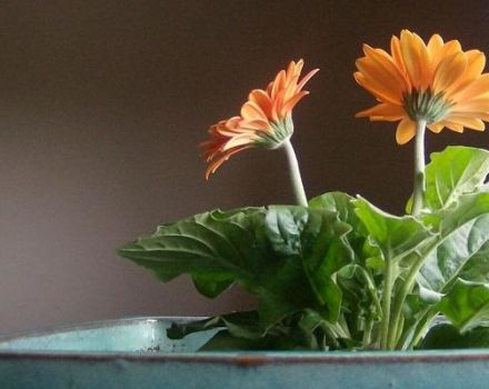 Descripción de variedades de gerbera de interior, cultivo y cuidado, enfermedades y plagas.