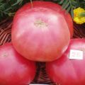 Ciri-ciri dan perihalan varieti tomato Pink King (raja), hasilnya