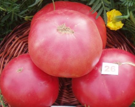 Ciri-ciri dan perihalan varieti tomato Pink King (raja), hasilnya