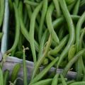 Description of the best varieties of asparagus beans, useful properties and harm