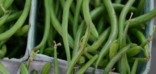 Description des meilleures variétés de haricots d'asperge, propriétés utiles et dommages