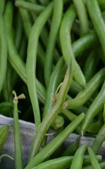 Description des meilleures variétés de haricots d'asperge, propriétés utiles et dommages