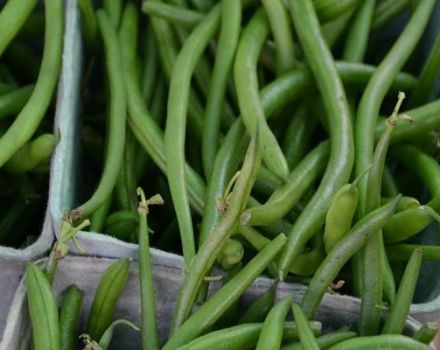 Description des meilleures variétés de haricots d'asperge, propriétés utiles et dommages