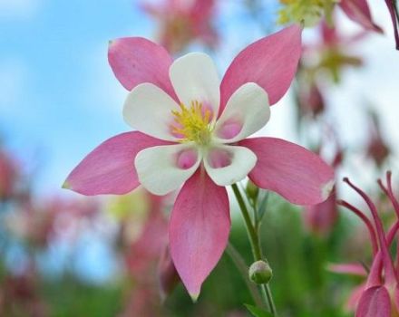 Reglas para preparar aquilegia para el invierno, ya sea que necesite podar en otoño.