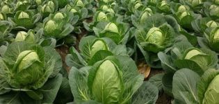 Description of the cabbage variety Nadezhda, features of cultivation and care