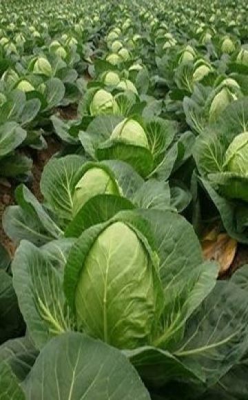 Description of the cabbage variety Nadezhda, features of cultivation and care