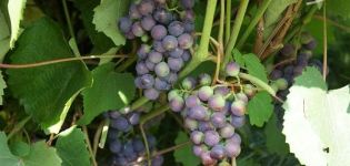 Description of Taezhny grapes, planting and care rules