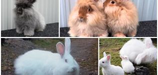 Popular breeds of downy rabbits, rules for their maintenance and care