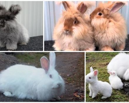 Popular breeds of downy rabbits, rules for their maintenance and care