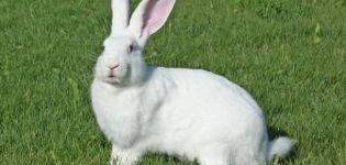 Description des lapins géants blancs, règles de garde et de croisement