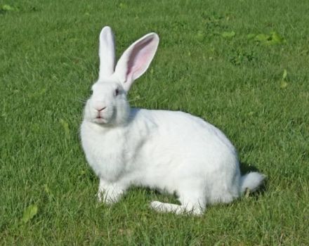 Description of white giant rabbits, rules of keeping and crossing