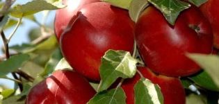 A full description of Mom's autumn apple-tree variety and its characteristics