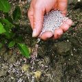 El uso de fertilizantes superfosfato para alimentar pepinos en invernadero y campo abierto.