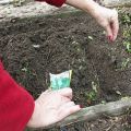 The best varieties of dill for planting before winter in the Leningrad region