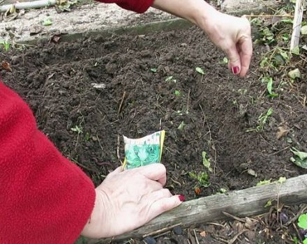 The best varieties of dill for planting before winter in the Leningrad region