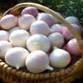 Description of the variety of garlic Chinese, how to grow and when to dig out?