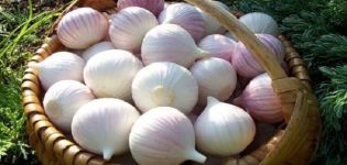 Description of the variety of garlic Chinese, how to grow and when to dig out?