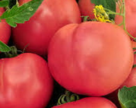 Characteristics and description of the tomato variety Pink souvenir, its yield