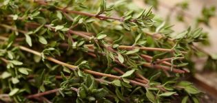 How to grow thyme, features of outdoor care in the garden