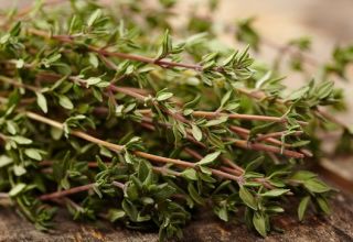 Cómo cultivar tomillo, características del cuidado al aire libre en el jardín.