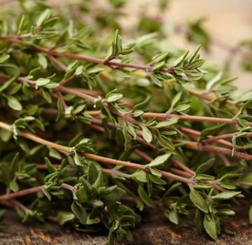 How to grow thyme, features of outdoor care in the garden